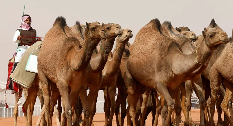 قصة أول سعودي جلب حليب الإبل إلى أمريكا