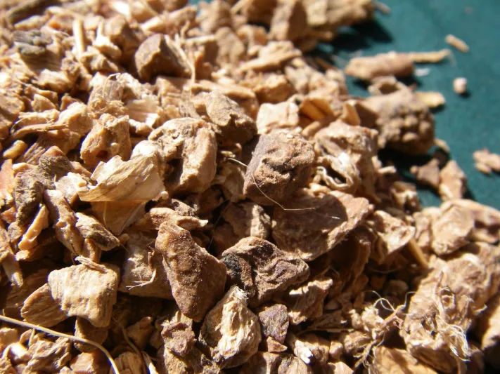 جذور السوسن.. من باطن الأرض إلى قلب قارورتك الفاخرة