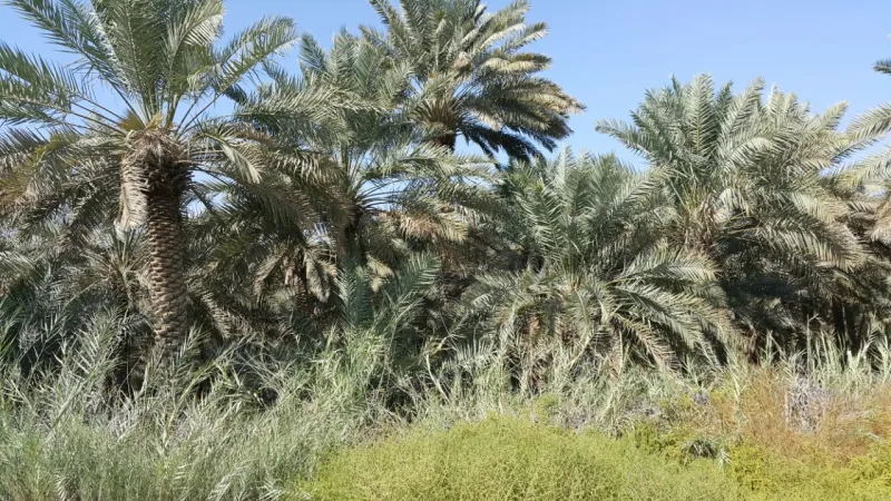 تعرف المدينة السعودية الأعلى درجة حرارة عالميا