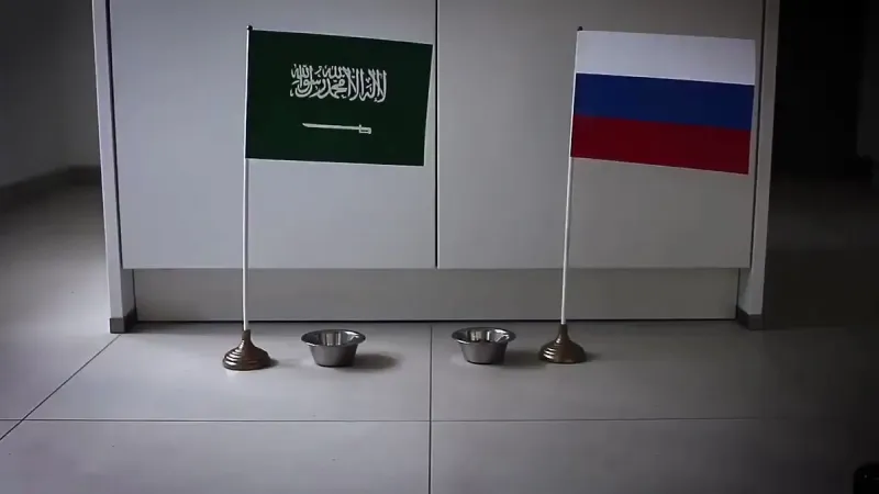 عرّاف المغاربة يتنبأ بنتائج مباريات كأس العالم (فيديو)