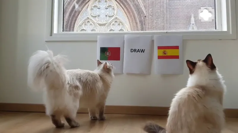 عرّاف المغاربة يتنبأ بنتائج مباريات كأس العالم (فيديو)