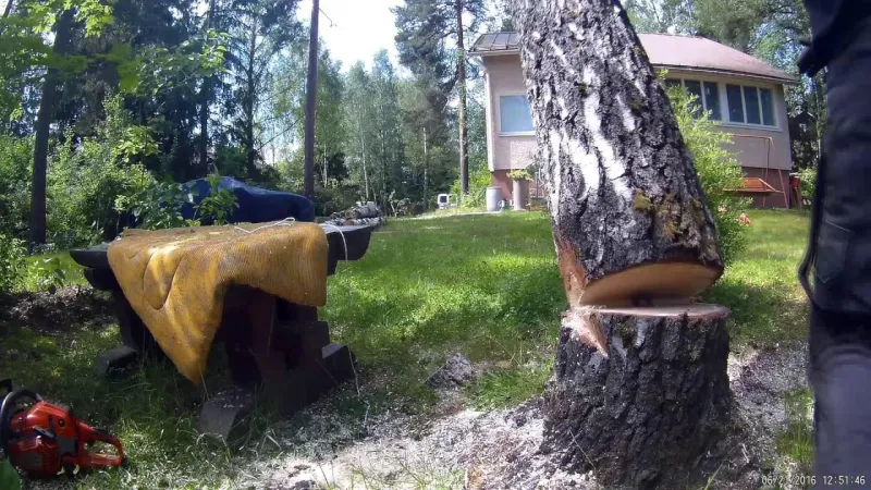 فيديو| رجل يقطع شجرة فتسقط على صديقه