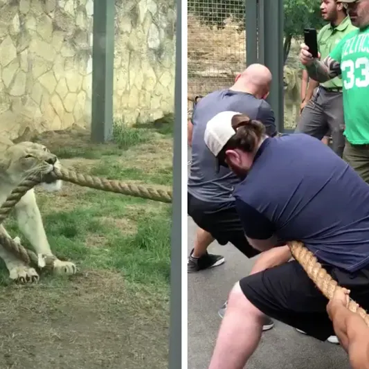 شاهد| كيف انتصر أسد على 3 مصارعين في لعبة شد الحبل
