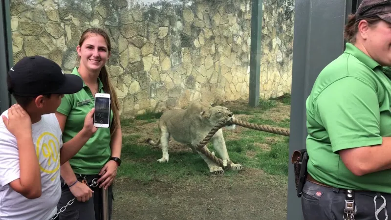 شاهد| كيف انتصر أسد على 3 مصارعين في لعبة شد الحبل