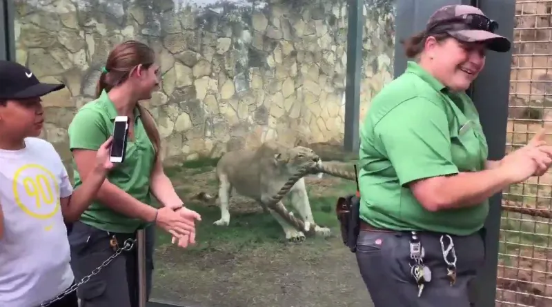 شاهد| كيف انتصر أسد على 3 مصارعين في لعبة شد الحبل