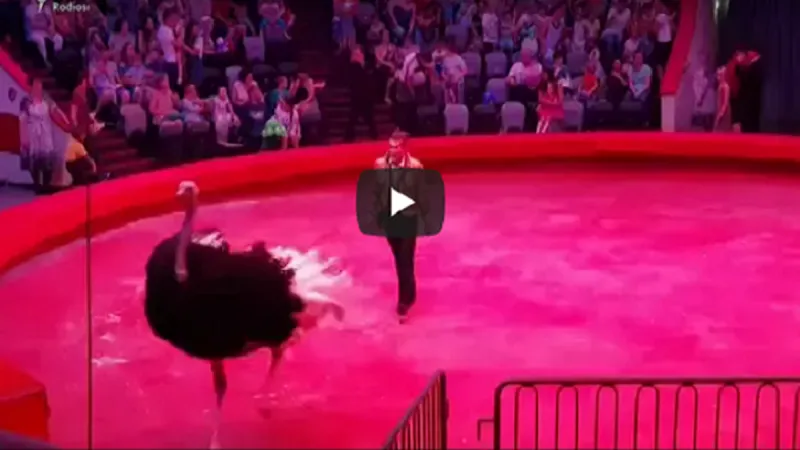 نعامة تستشيط غضباً في سيرك روسي وتدب الرعب في المتفرجين (فيديو)