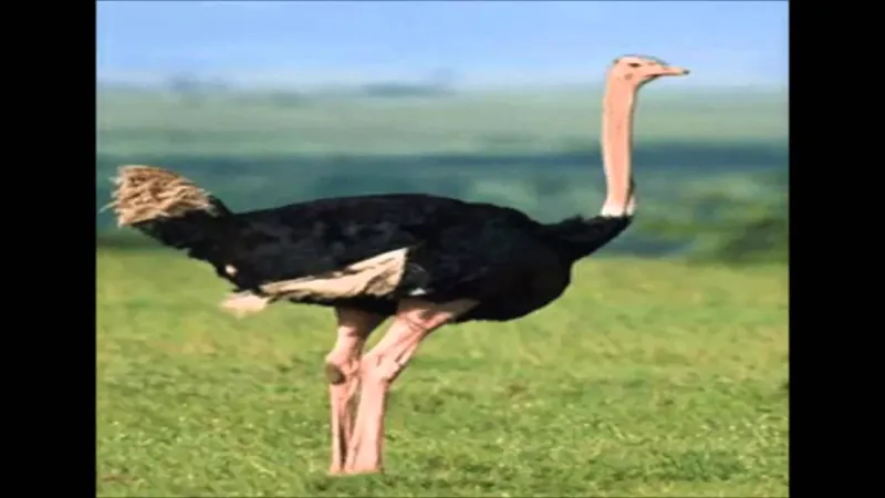 نعامة تستشيط غضباً في سيرك روسي وتدب الرعب في المتفرجين (فيديو)