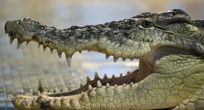 شاهد| لحظات تحبس الأنفاس لهجمات تماسيح على البشر