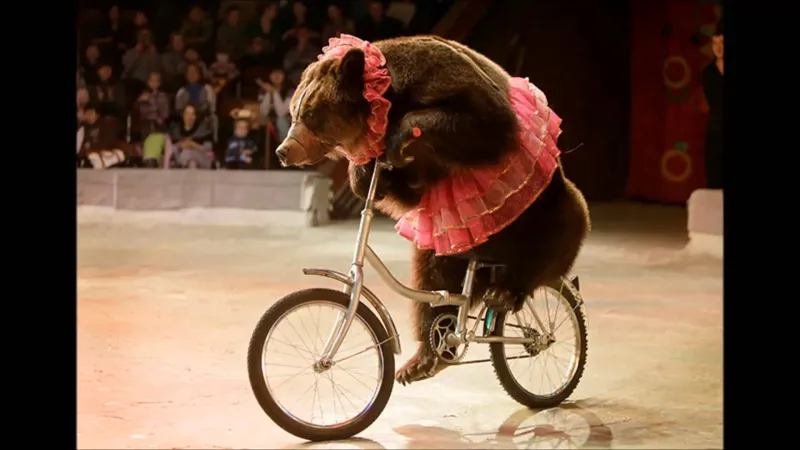 شاهد| عرض استعراضي لدب يتحول معركة مع 3 مدربين.. فمن ينتصر؟