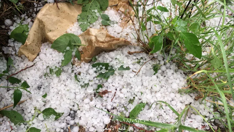 شاهد| حبات الثلج تطفأ لهيب الحراراة في عسير السعودية