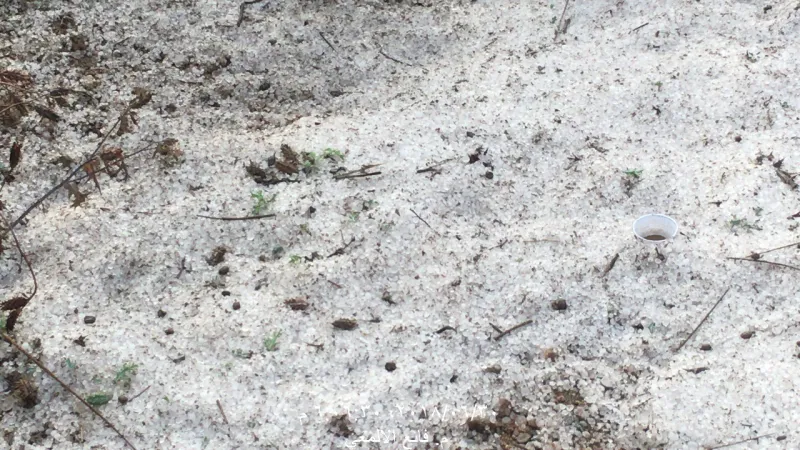 شاهد| حبات الثلج تطفأ لهيب الحراراة في عسير السعودية