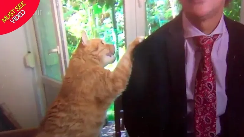 شاهد| قط يتسلق كتف صاحبه أثناء مقابلة تلفزيونية ويضعه في موقف محرج