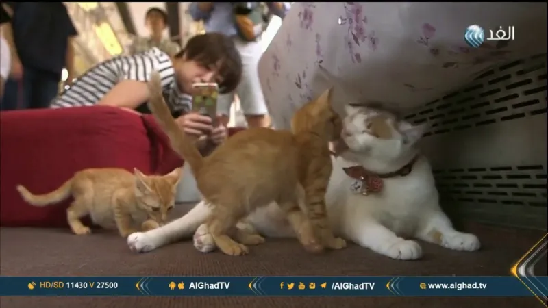 صدق أو لا تصدق.. القطط تستشعر الزلزال قبل وقوعه (فيديو)