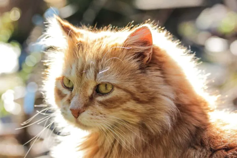 صدق أو لا تصدق.. القطط تستشعر الزلزال قبل وقوعه (فيديو)