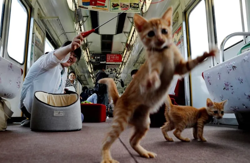 صدق أو لا تصدق.. القطط تستشعر الزلزال قبل وقوعه (فيديو)