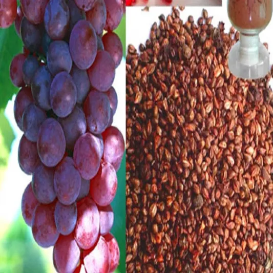 بذور العنب.. كنزٌ ثمين من الفوائد القيّمة والمفيدة والصّحية