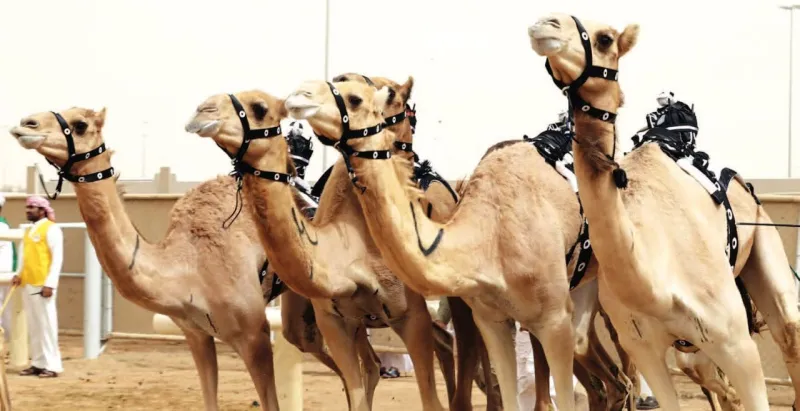 انطلاق التسجيل في مهرجان ولي العهد للهجن