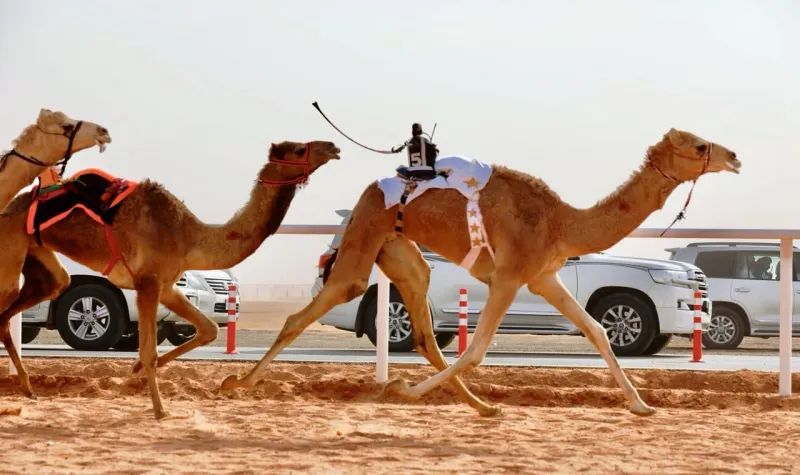 انطلاق التسجيل في مهرجان ولي العهد للهجن