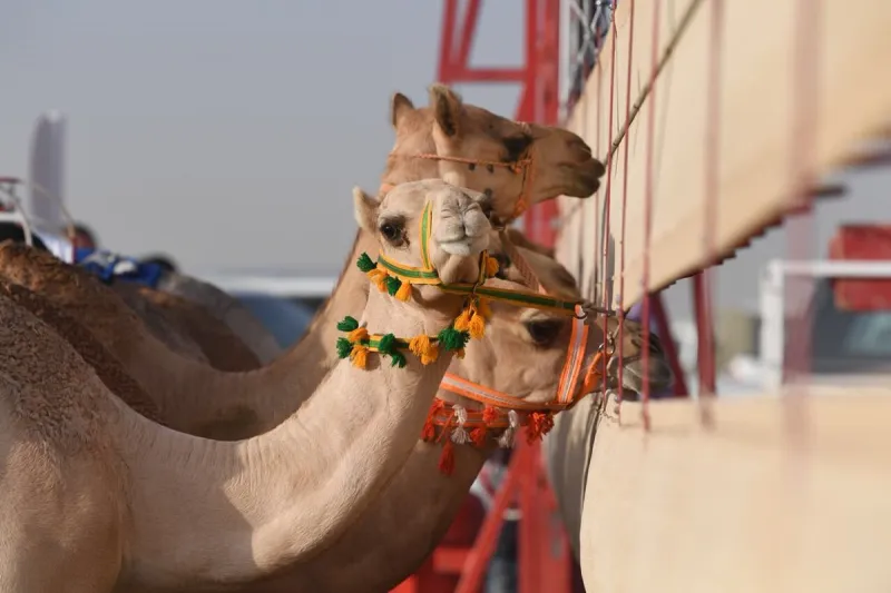 انطلاق مهرجان ولي العهد للهجن بالطائف (صور)