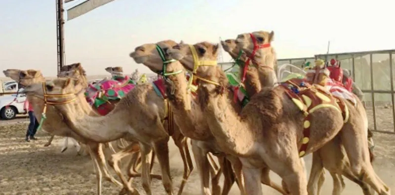 انطلاق مهرجان ولي العهد للهجن بالطائف (صور)