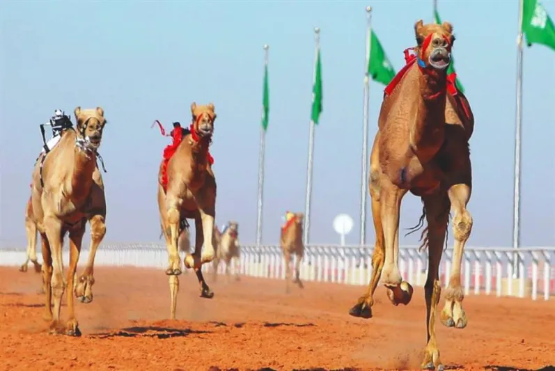 انطلاق مهرجان ولي العهد للهجن بالطائف (صور)
