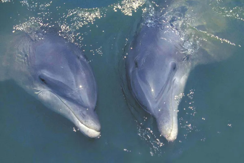 لقطات مذهلة لدلافين تطارد الأسماك على الشاطئ (فيديو)