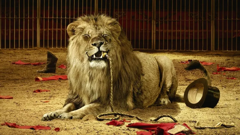 شاهد| أسد يهاجم مدربه بسيرك روسي