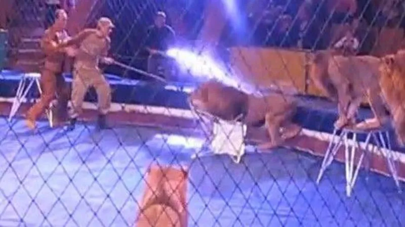 شاهد| أسد يهاجم مدربه بسيرك روسي