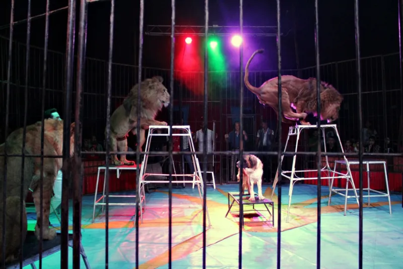 شاهد| أسد يهاجم مدربه بسيرك روسي