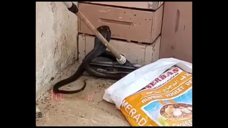 من ينتصر في معركتهما الشرسة.. الإنسان أم ملكة الأفاعي؟ (فيديو)