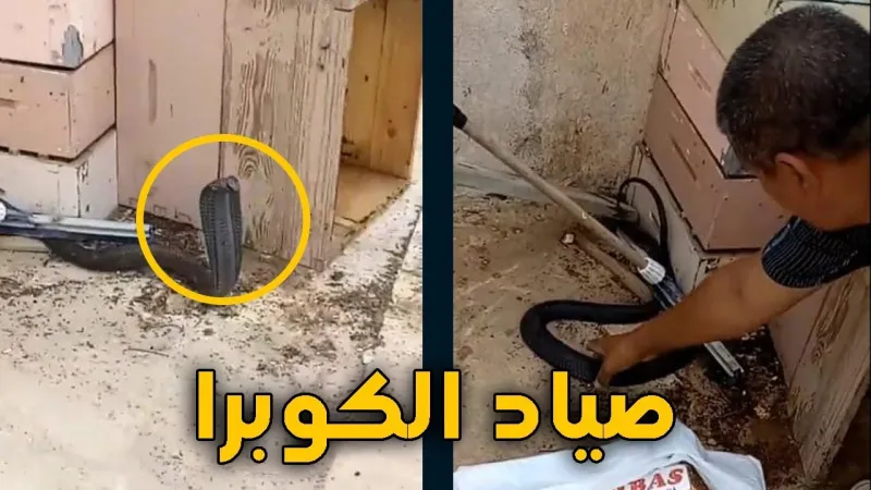 من ينتصر في معركتهما الشرسة.. الإنسان أم ملكة الأفاعي؟ (فيديو)