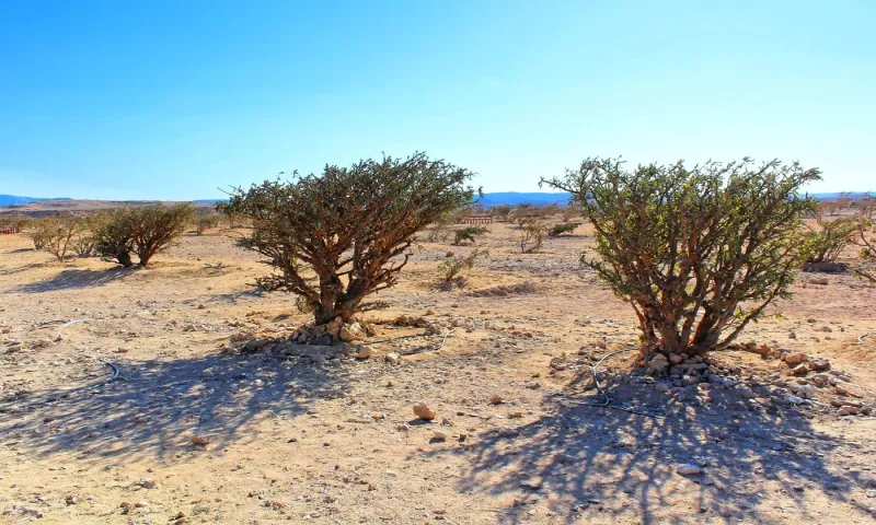 ملايين السنين تشهد على الحضارة المذهلة في سلطنة عمان