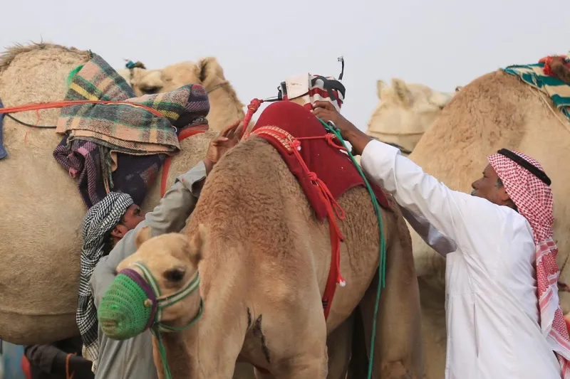 سمو ولي العهد يرعى الحفل الختامي لمهرجان الهجن السبت المقبل (فيديو وصور)