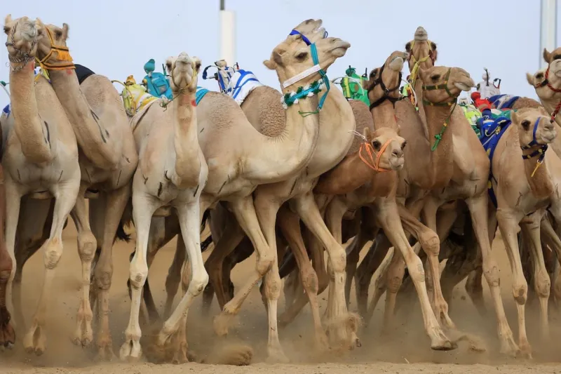 سمو ولي العهد يرعى الحفل الختامي لمهرجان الهجن السبت المقبل (فيديو وصور)