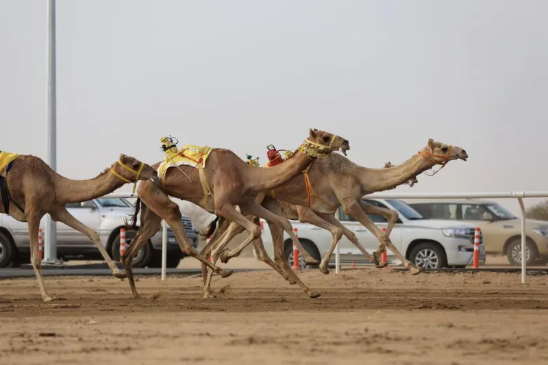 سمو ولي العهد يرعى الحفل الختامي لمهرجان الهجن السبت المقبل (فيديو وصور)