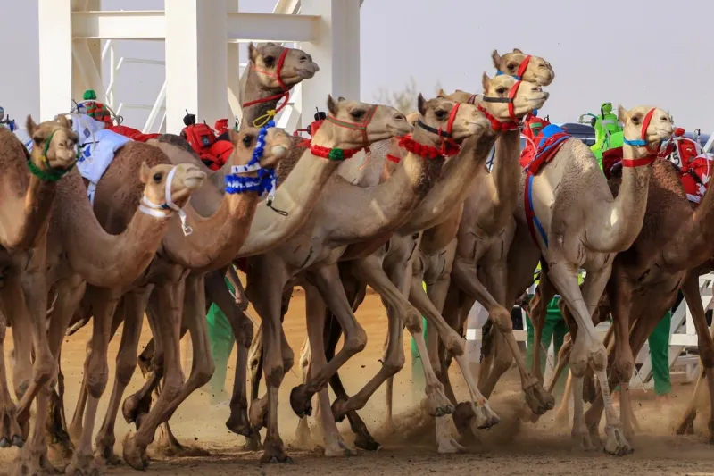 #مهرجان_ولي_العهد_للهجن.. كل ما تريد معرفته عن الحفل الختامي للمهرجان الأكبر في العالم