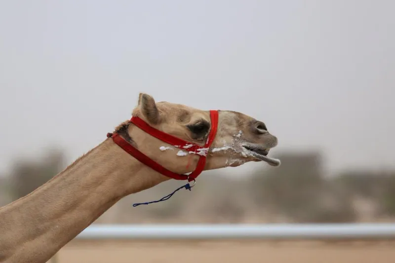 #مهرجان_ولي_العهد_للهجن.. كل ما تريد معرفته عن الحفل الختامي للمهرجان الأكبر في العالم