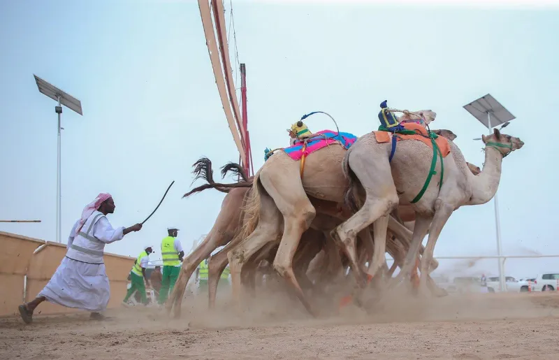 #مهرجان_ولي_العهد_للهجن.. كل ما تريد معرفته عن الحفل الختامي للمهرجان الأكبر في العالم