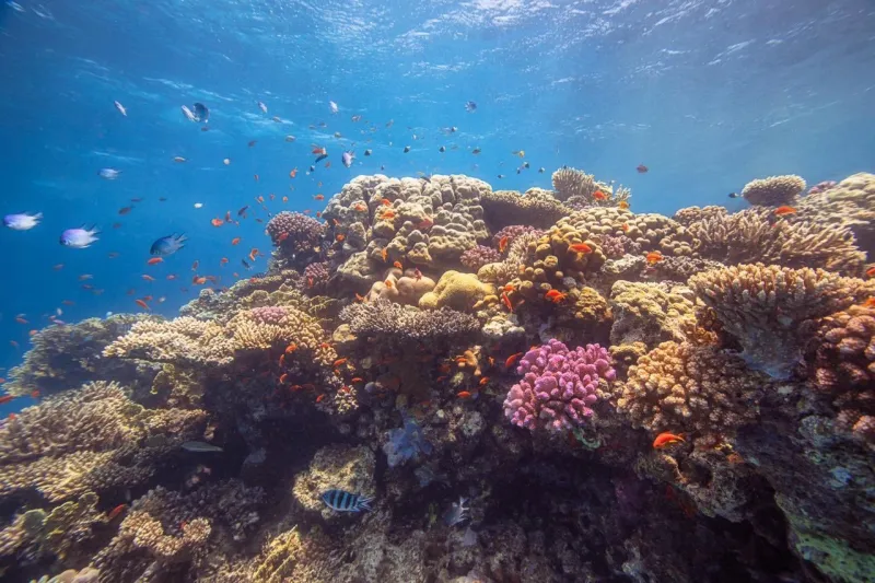 «صندوق الاستثمارات العامة» يطلق «أمالا» لتكون الوجهة الرائدة لسياحة النقاهة عالميًّا 