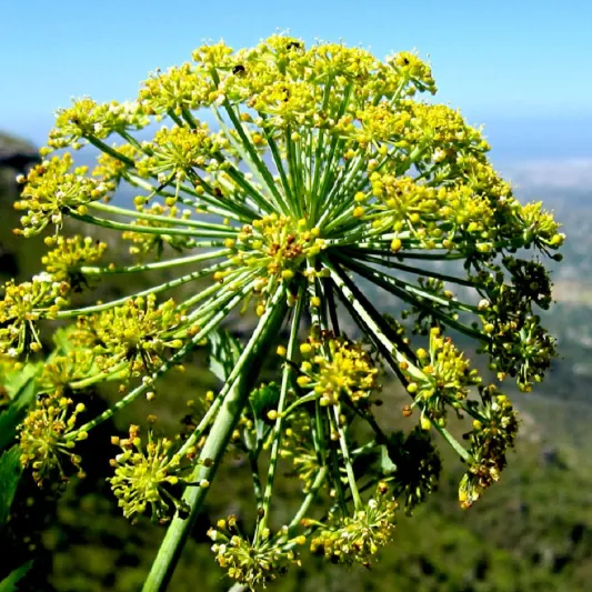 الغالبانوم.. نبتة عطرية مدهشة من كتاب أبقراط إلى قارورتك!