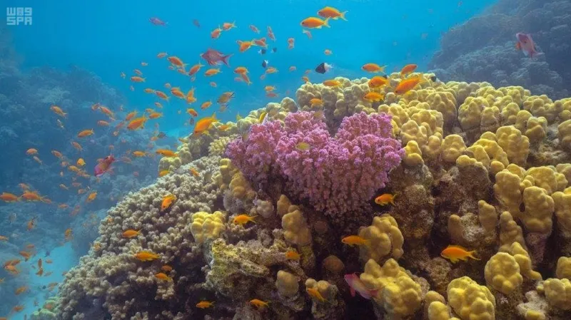 ماذا قالت "بلومبيرغ" عن مشروع "أمالا" السياحي الجديد؟