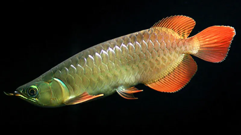 هذه الأسماك أغلى المخلوقات المائية.. قيمتها 300 ألف دولار (فيديو)