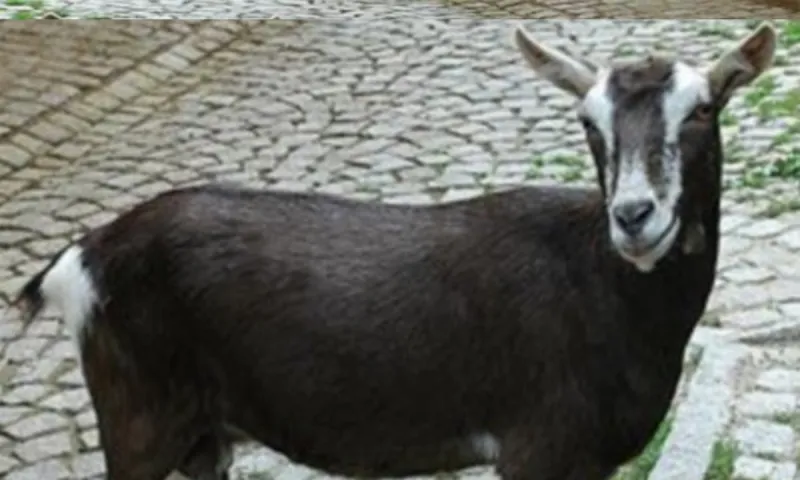 لهذه الأسباب لحم الماعز أفضل أنواع اللحوم