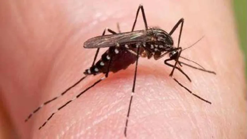 ما هي حمى الضنك وأسبابها وطرق علاجها والوقاية منها؟