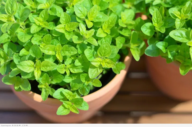 طريقة عمل البردقوش.. له فوائد صحية مذهلة 	