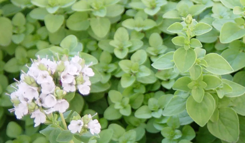 فوائد البردقوش للرجال.. من تخفيف الالتهابات إلى مكافحة السكري