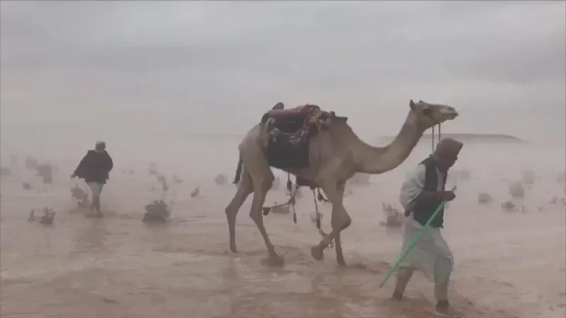 شاهد| إبل "هوليوودية" تحت الأمطار وسط صحراء السعودية