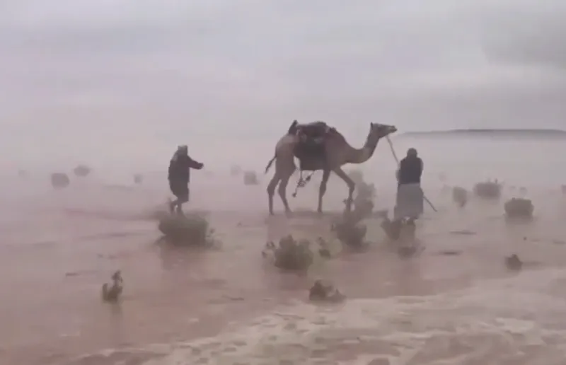شاهد| إبل "هوليوودية" تحت الأمطار وسط صحراء السعودية