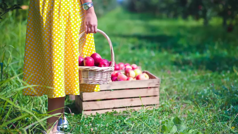 في قوبا مدينة التفاح.. خدود سكانها وردية وبساتينها حمراء