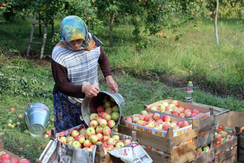 في قوبا مدينة التفاح.. خدود سكانها وردية وبساتينها حمراء